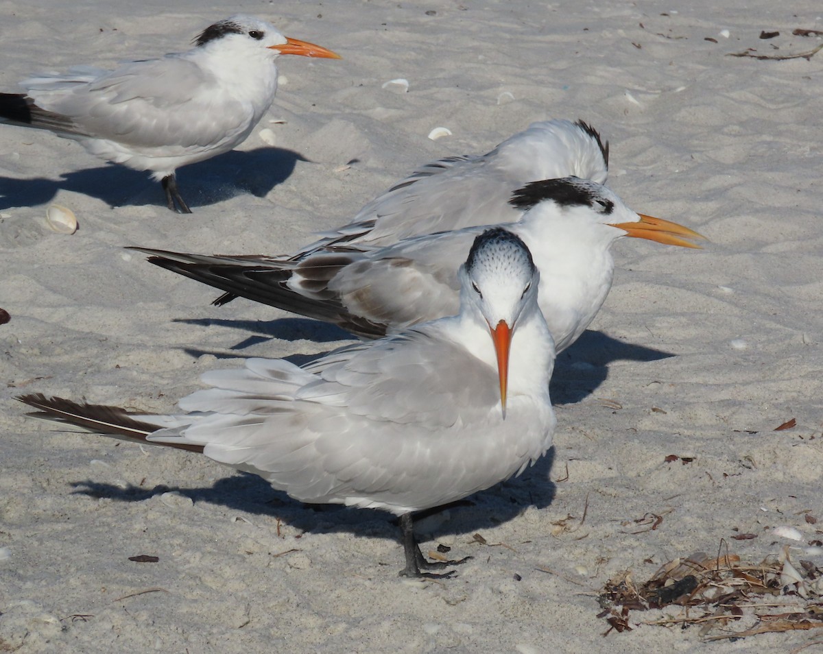 アメリカオオアジサシ - ML643998324