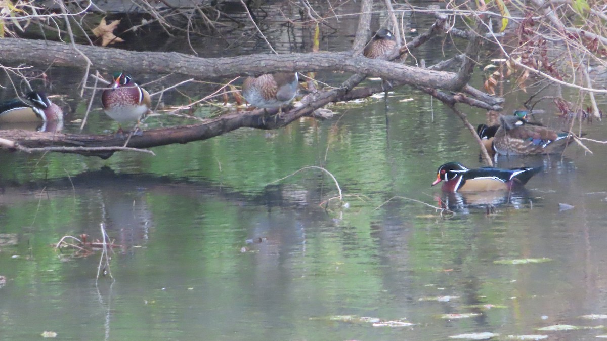Canard branchu - ML643998330