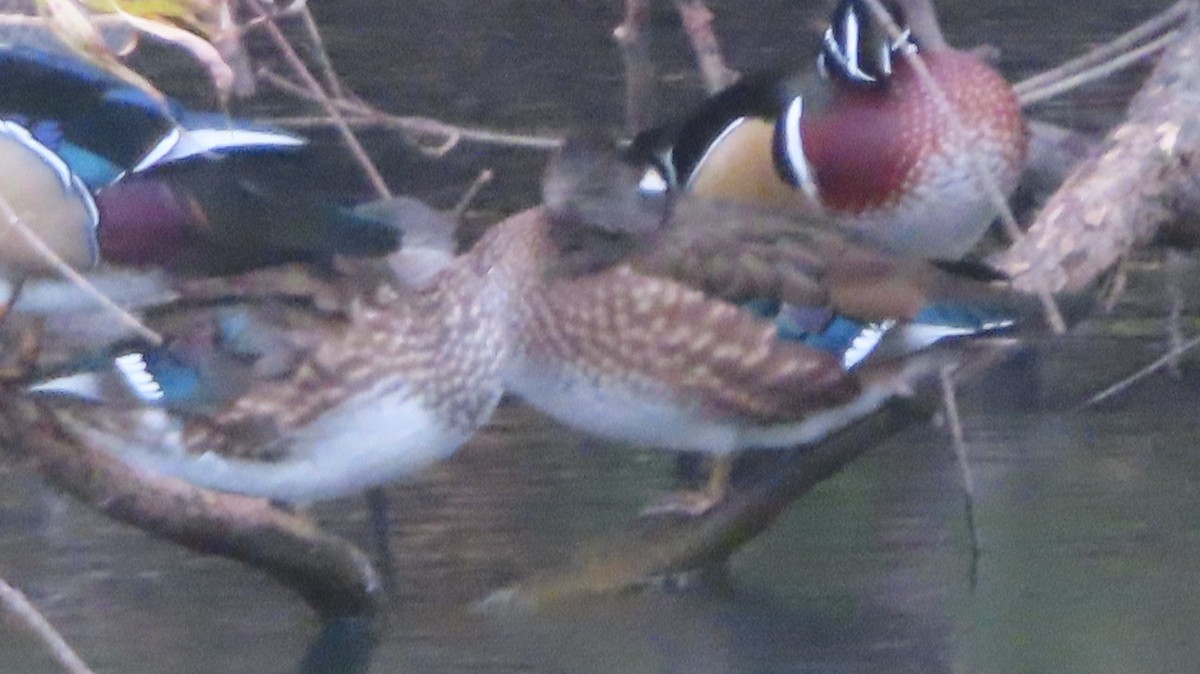 Canard branchu - ML643998333