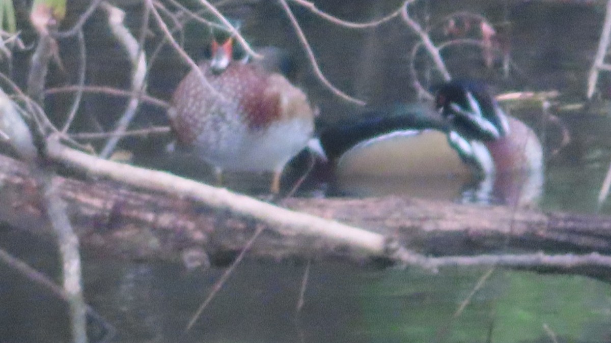 Canard branchu - ML643998334