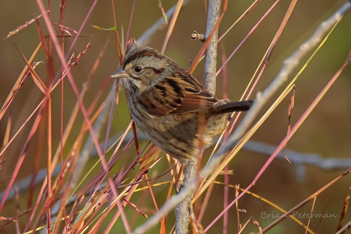 Swamp Sparrow - ML643998340