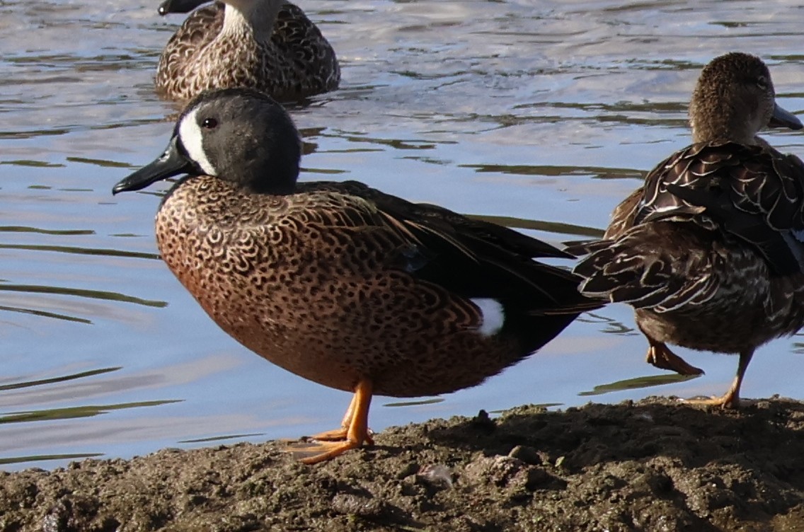 Blue-winged Teal - ML643998341