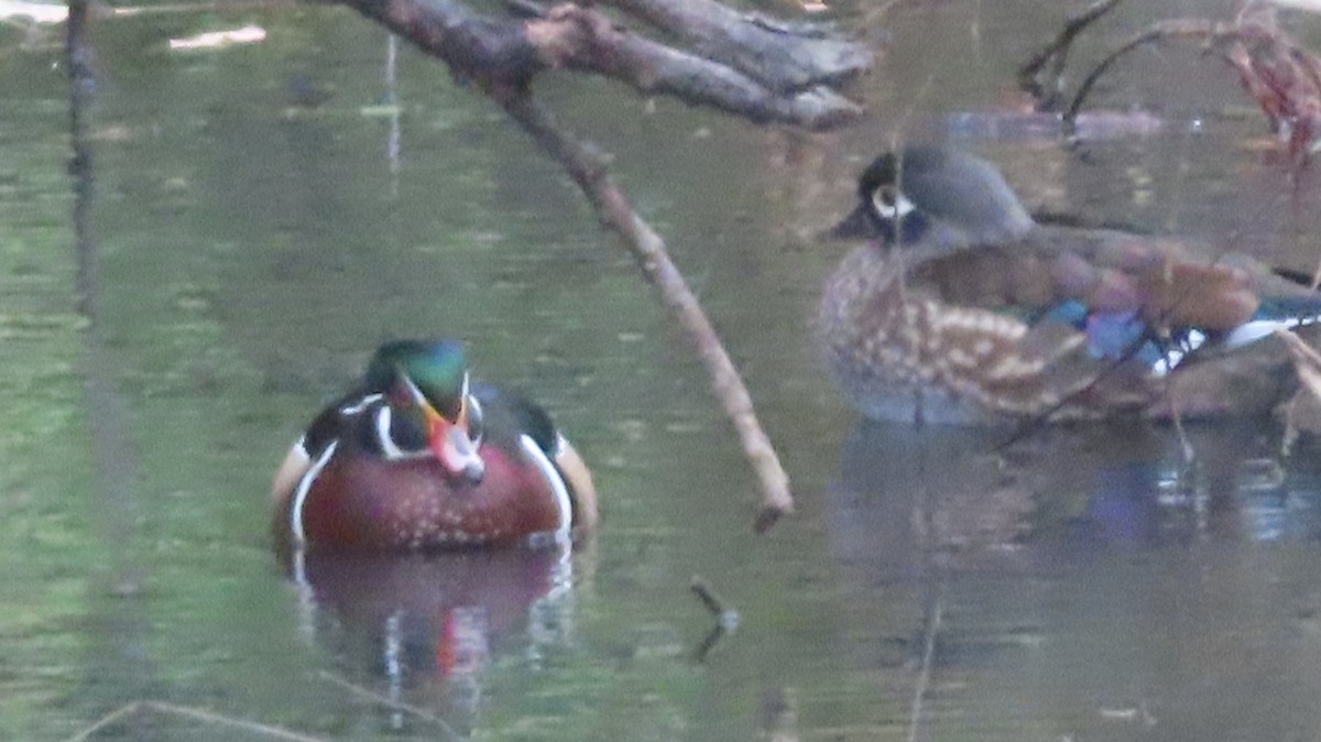 Canard branchu - ML643998343