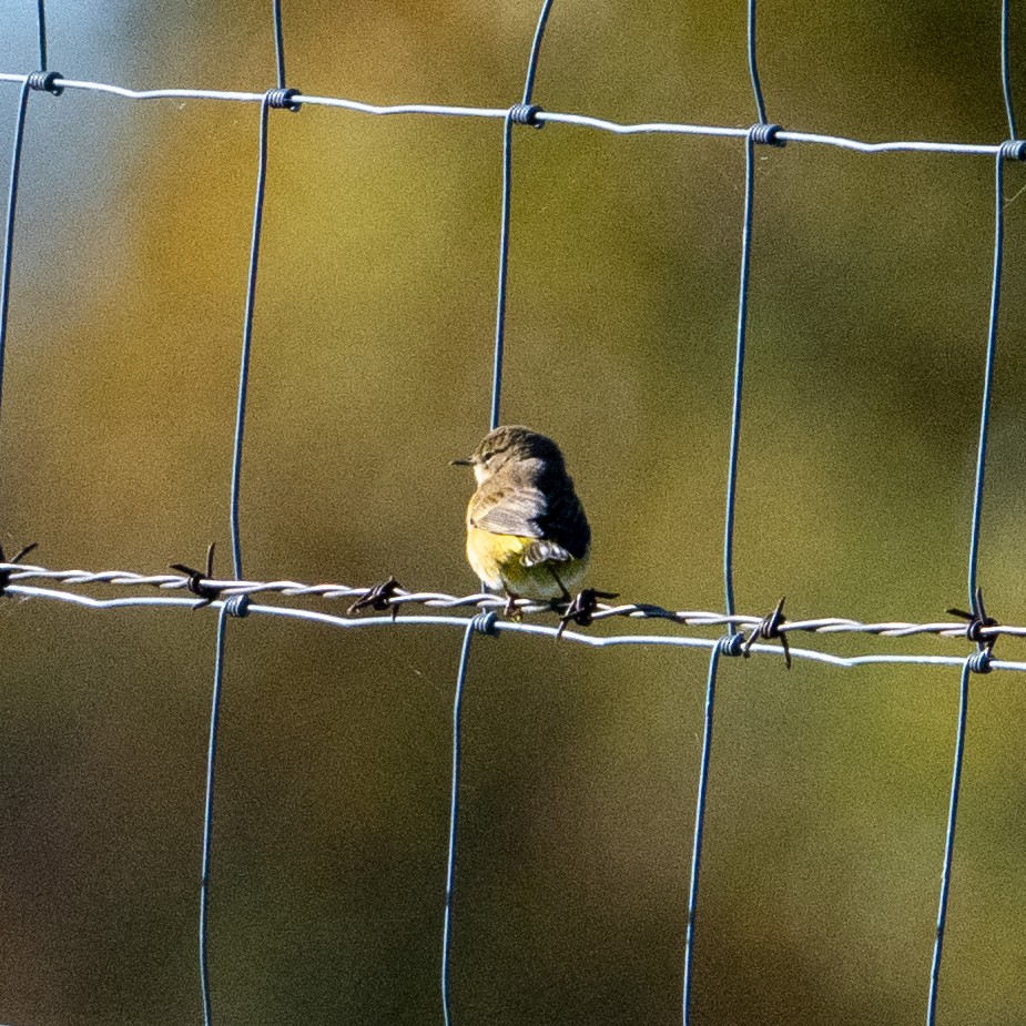 lesňáček bažinný - ML643998344