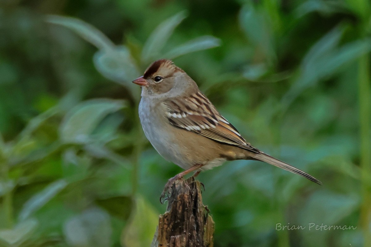White-crowned Sparrow - ML643998345