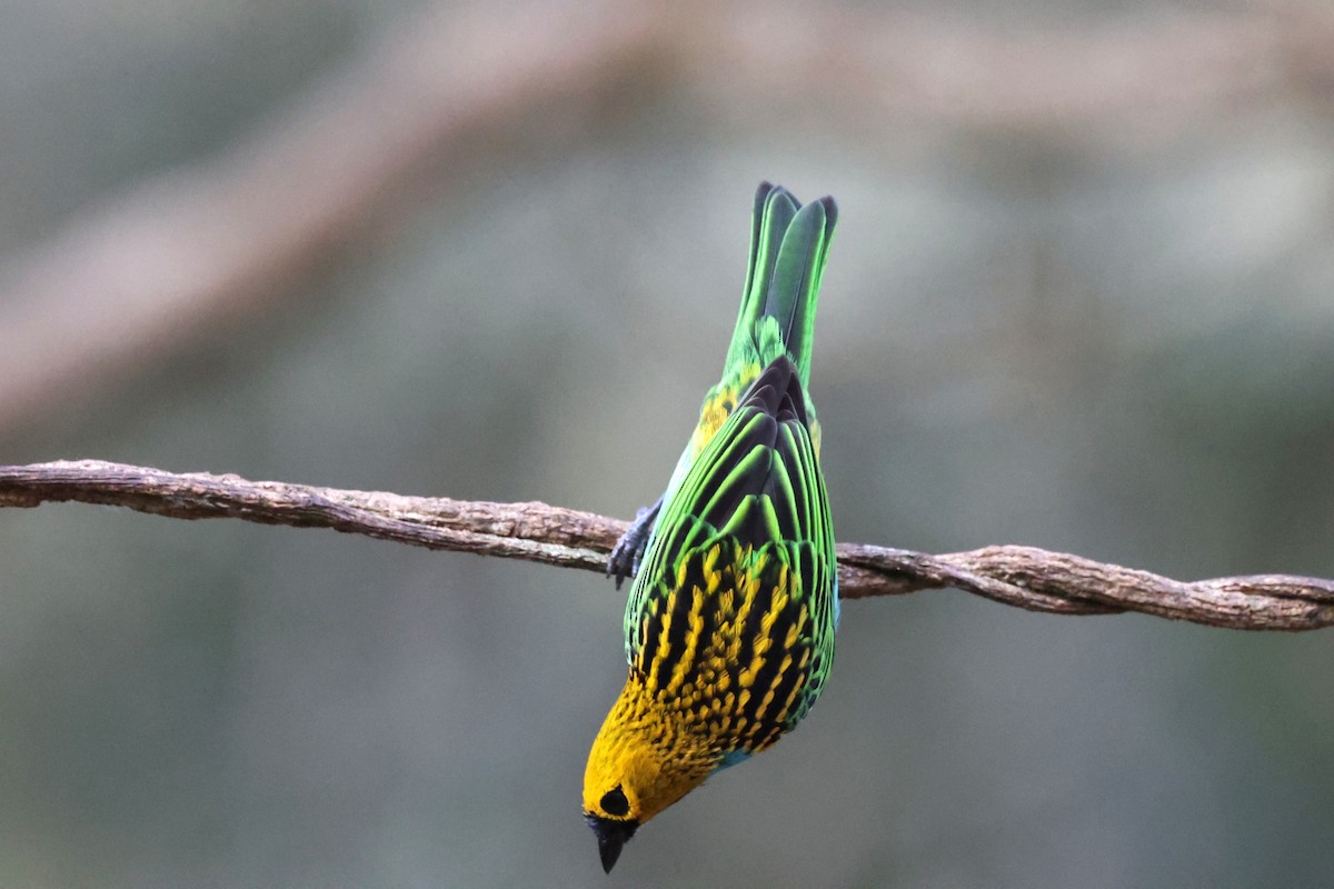 gullsnittanagar - ML643998348