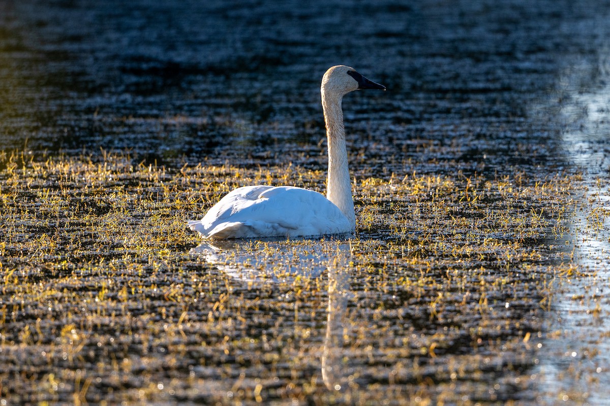 labuť trubač - ML643998350