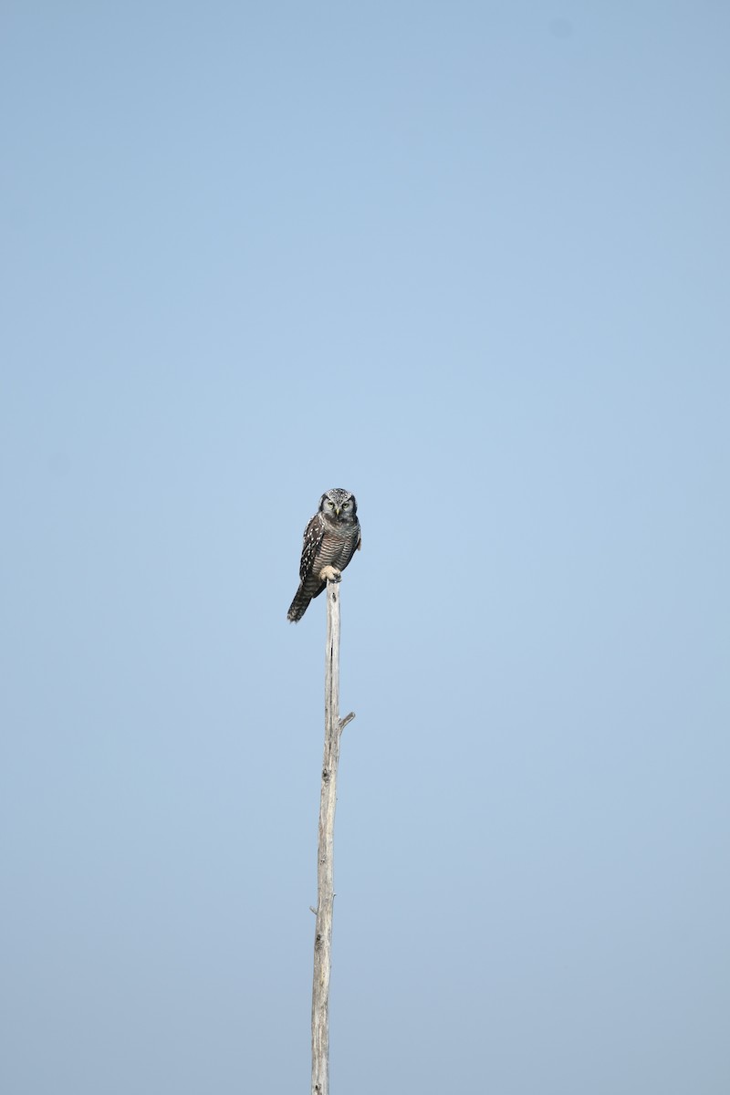 Харсуун ууль - ML643998351