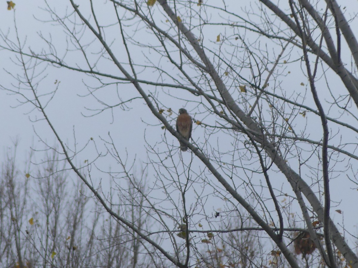 Red-shouldered Hawk - ML643998353