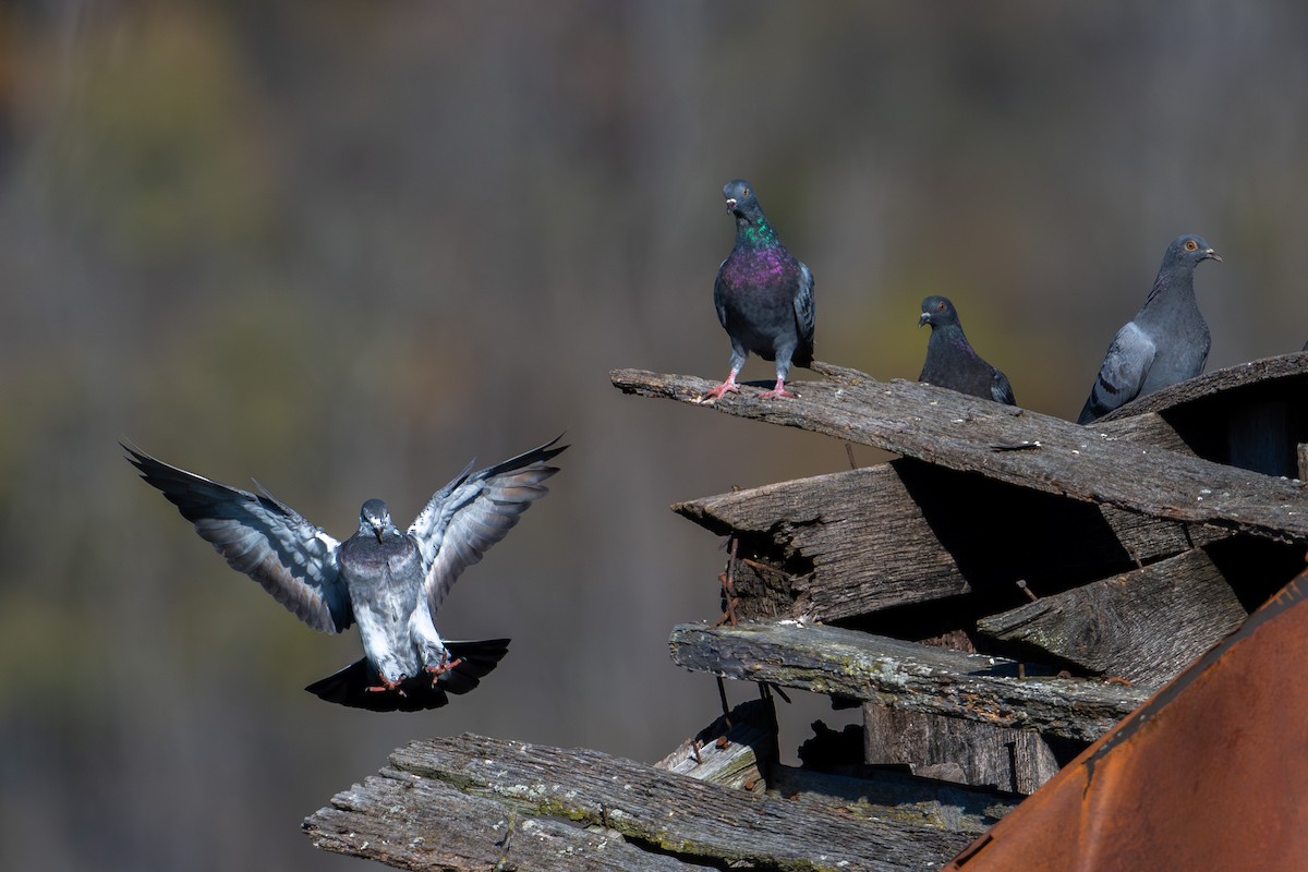 holub skalní (domácí) - ML643998354