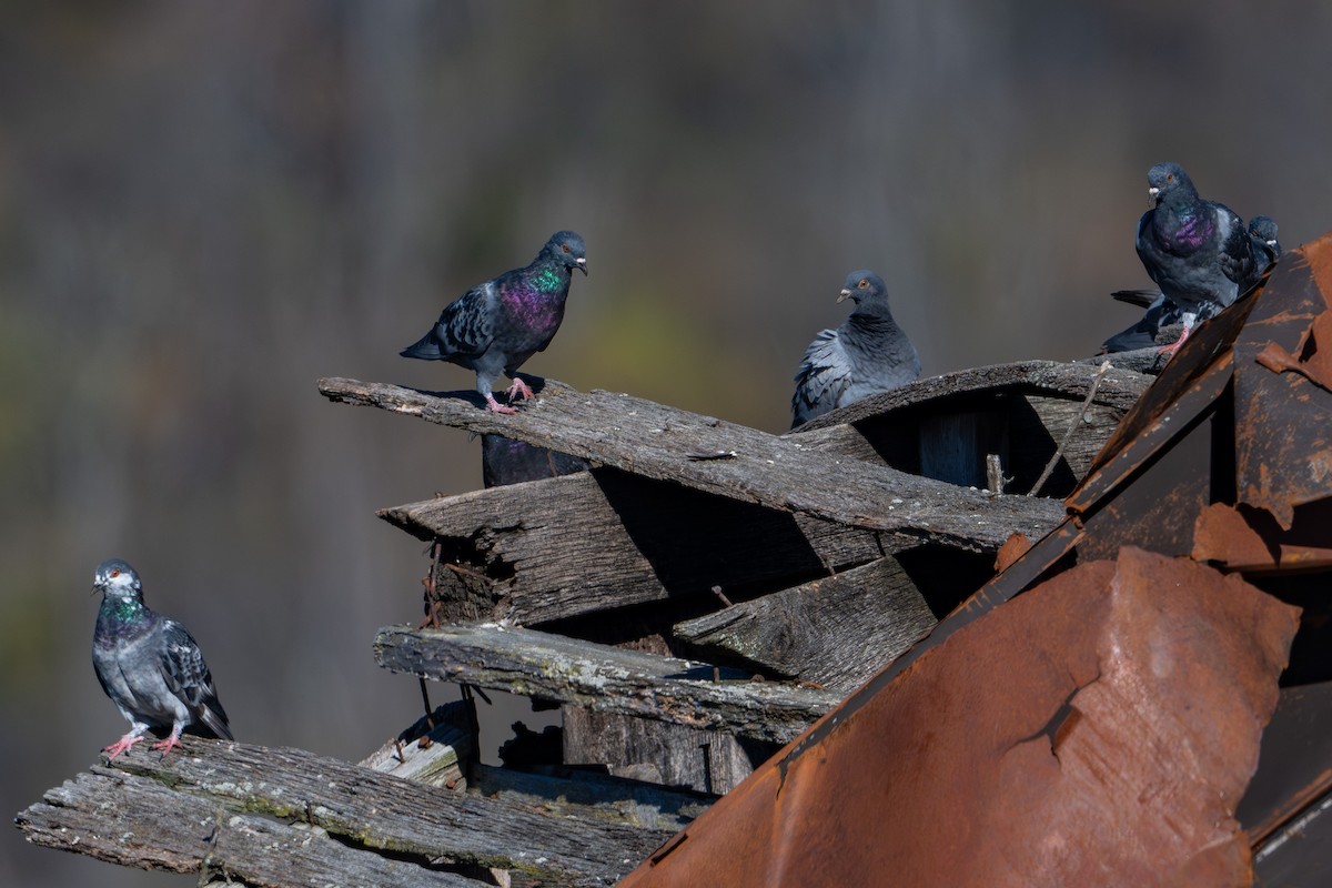 holub skalní (domácí) - ML643998355