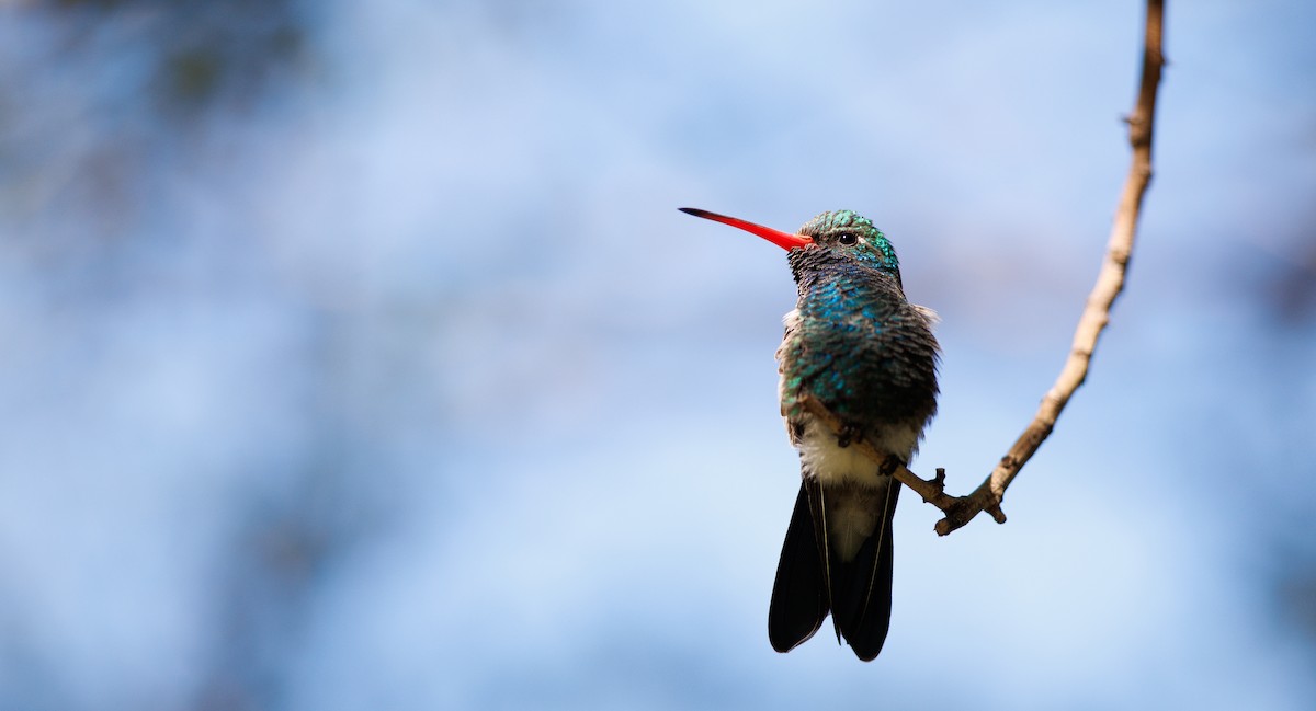 Broad-billed Hummingbird - ML643998363