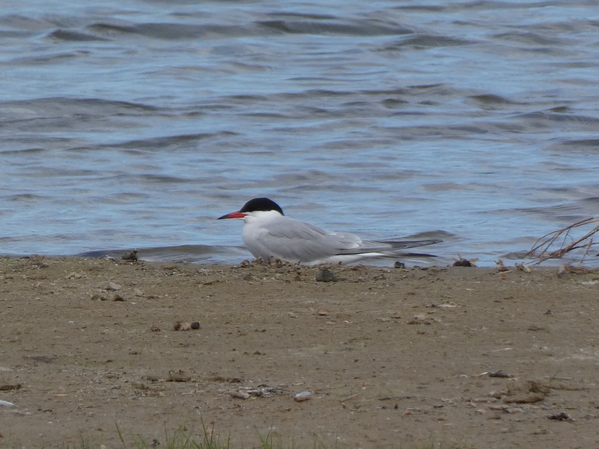 Common Tern - ML643998364