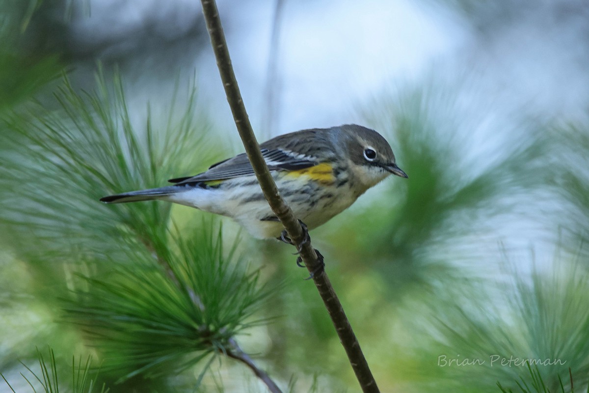 Yellow-rumped Warbler - ML643998366