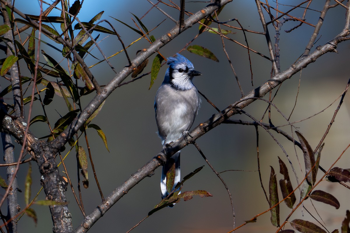 sojka chocholatá - ML643998367