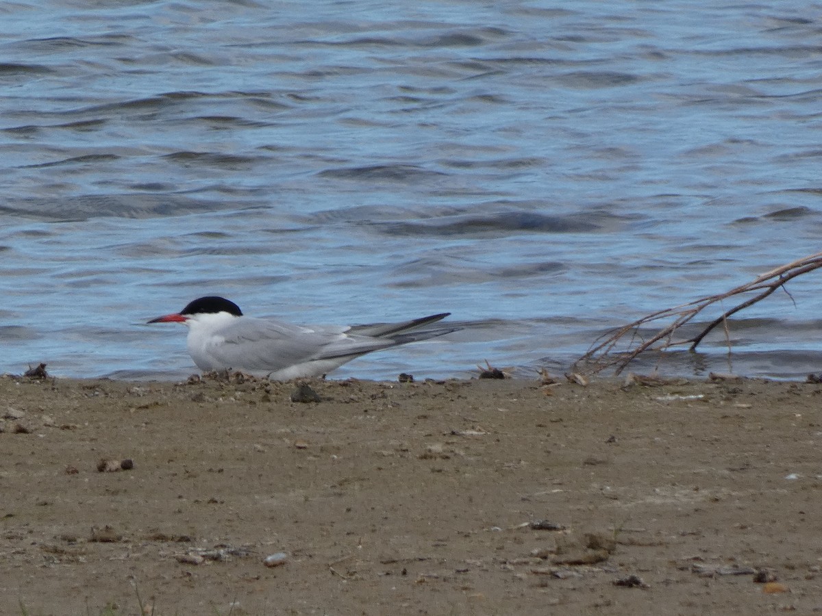 Common Tern - ML643998368