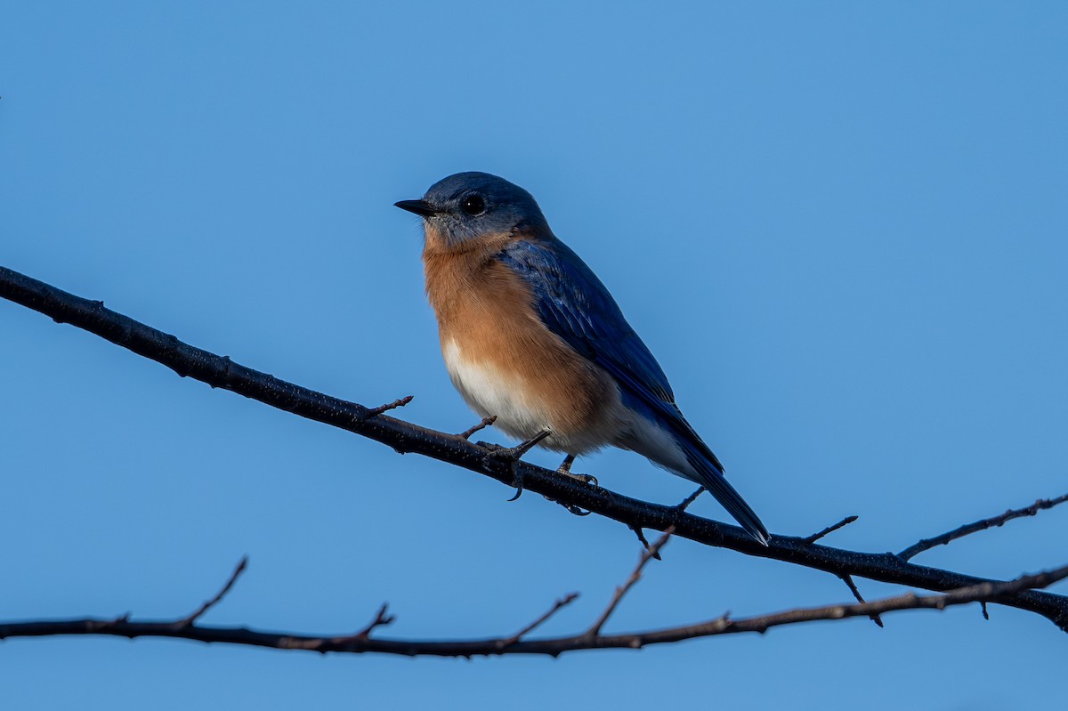 salašník modrý - ML643998375