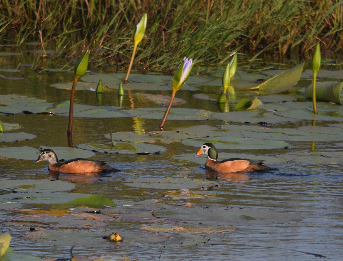 African Pygmy-Goose - ML643998379