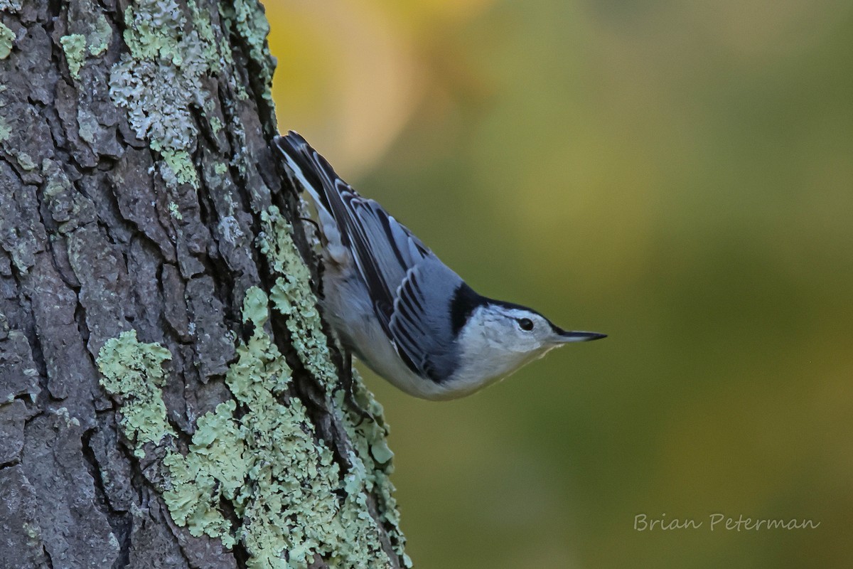 White-breasted Nuthatch - ML643998380