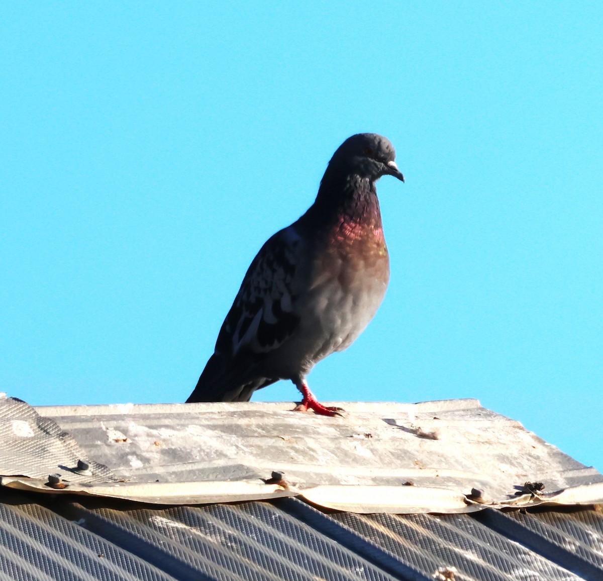 Piccione domestico - ML643998381