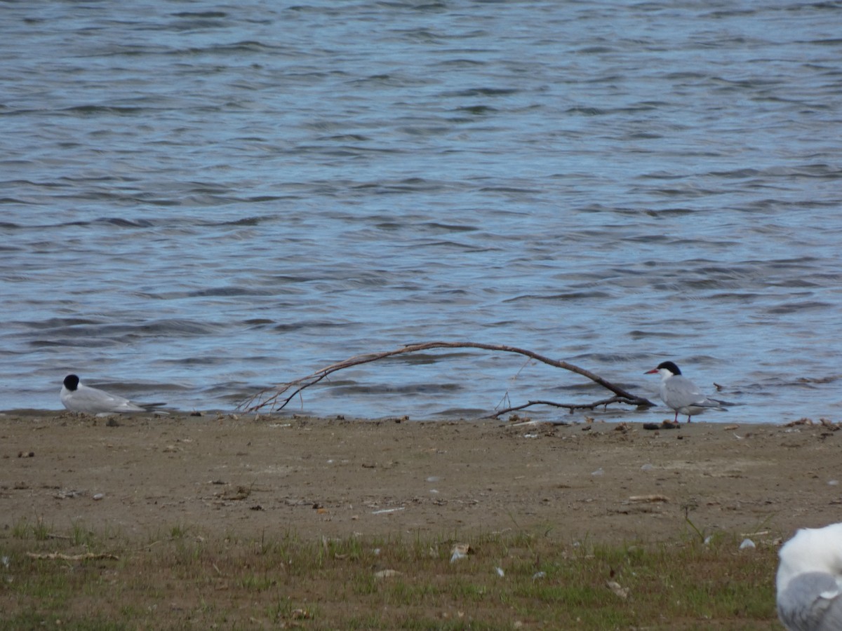 Common Tern - ML643998382