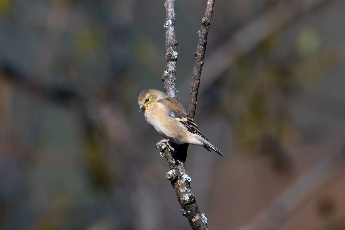 čížek žlutý - ML643998383