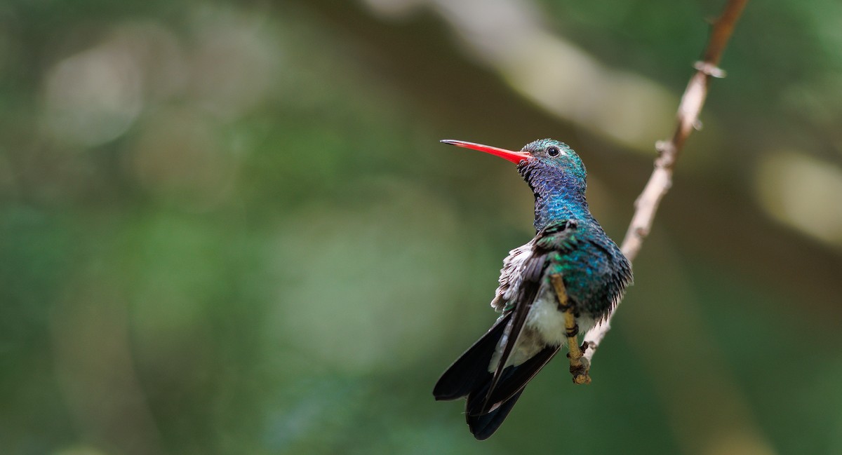 Broad-billed Hummingbird - ML643998384