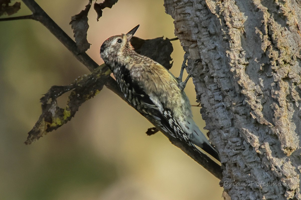 Yellow-bellied Sapsucker - ML643998391