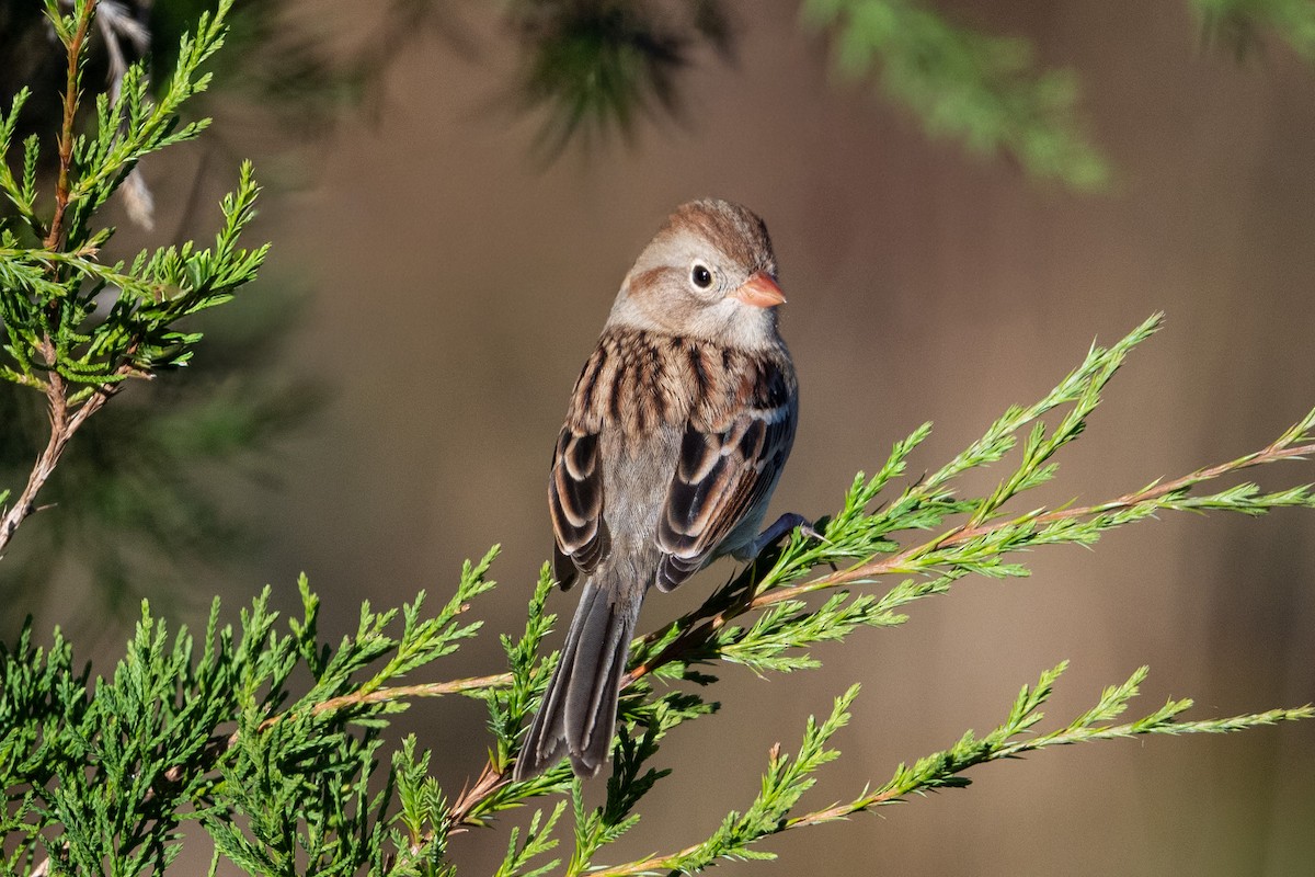 Field Sparrow - ML643998392