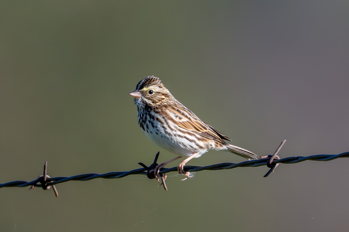 strnadec luční - ML643998406