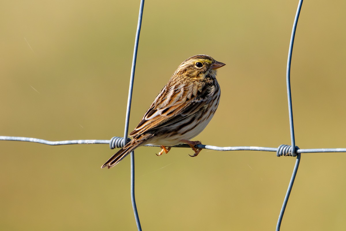 strnadec luční - ML643998407