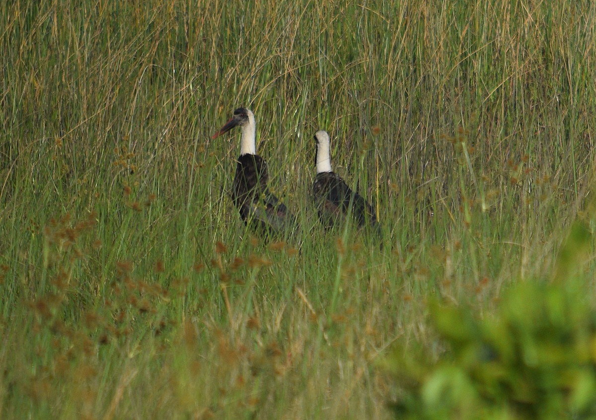 חסידה לבנת-גרון אפריקאית - ML643998408