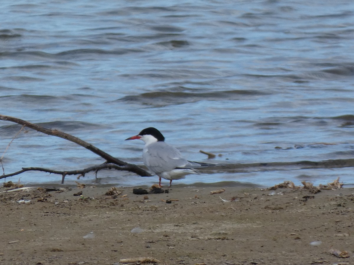 Common Tern - ML643998415