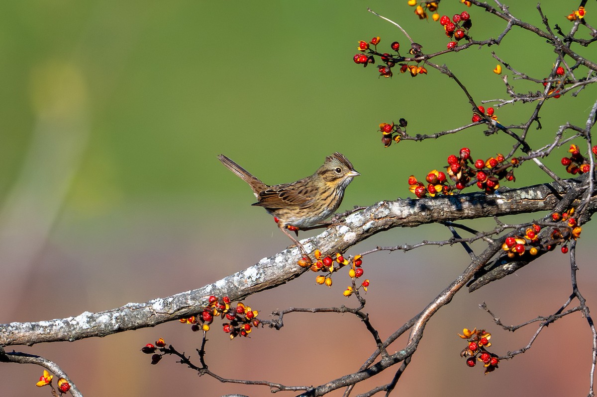 strnadec pruhohlavý - ML643998417