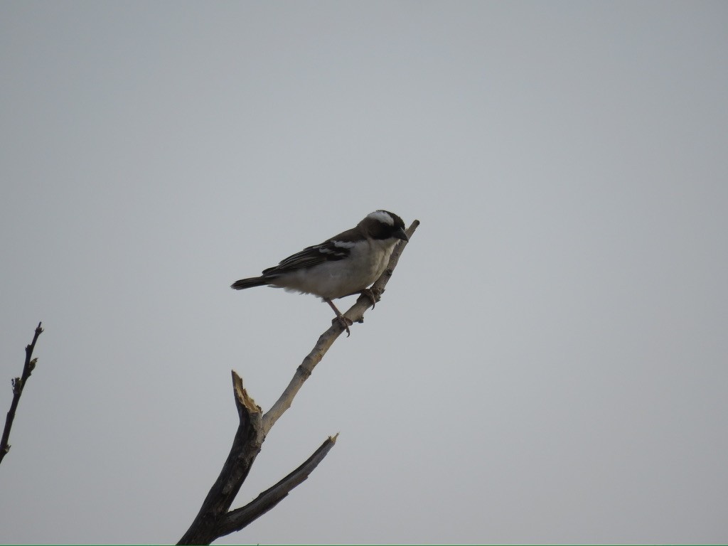 Weißbrauenweber - ML643998445