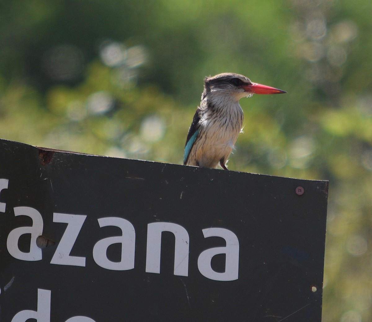 Striped Kingfisher - ML643998458