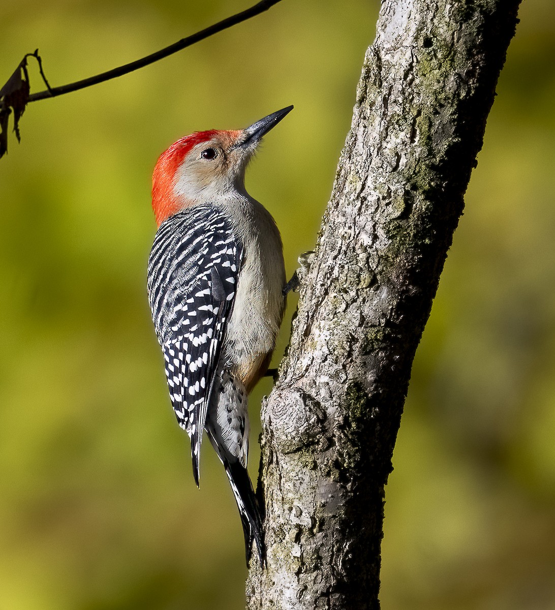 Red-bellied Woodpecker - ML643998482
