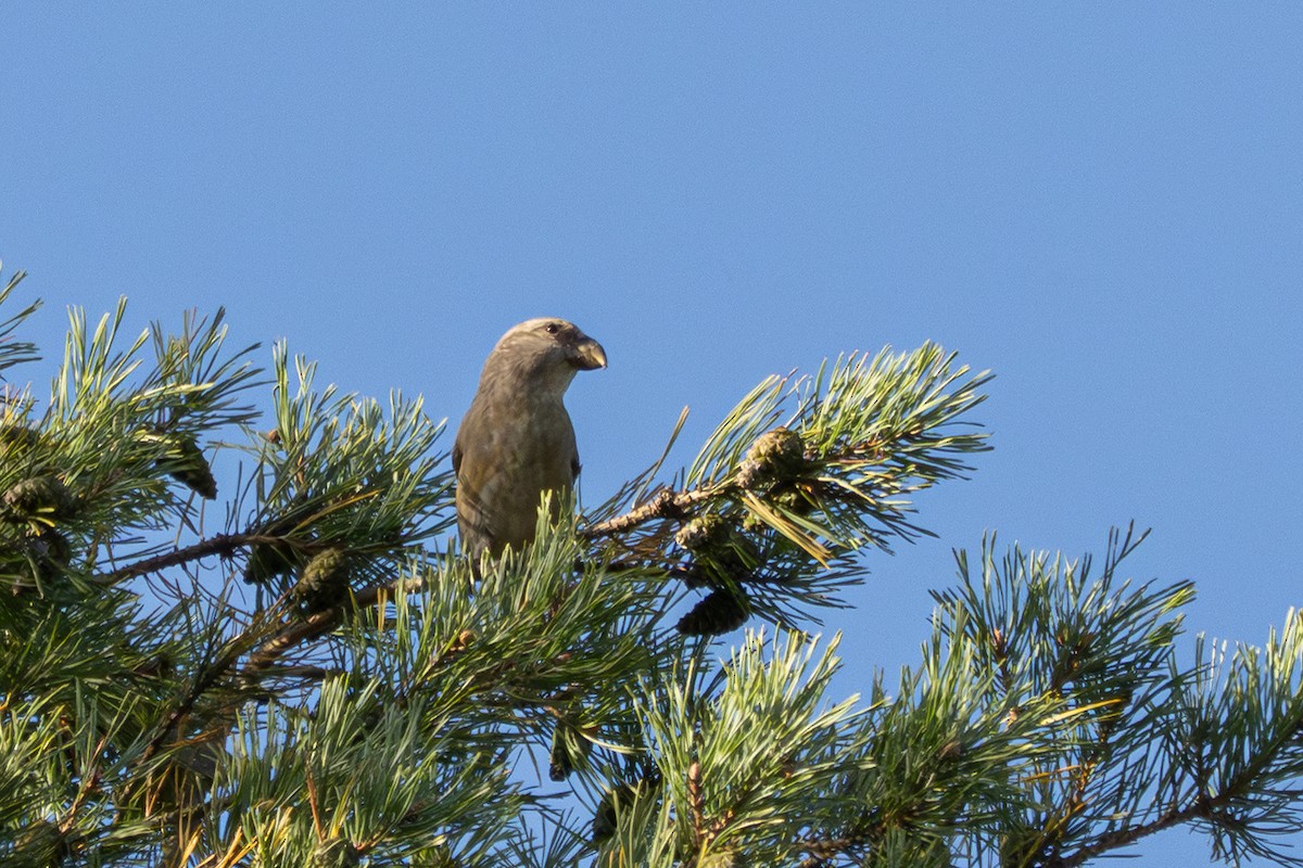 Parrot Crossbill - ML643998484