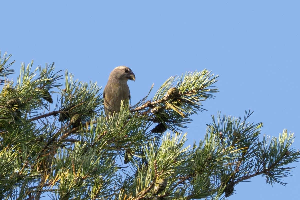 Parrot Crossbill - ML643998485