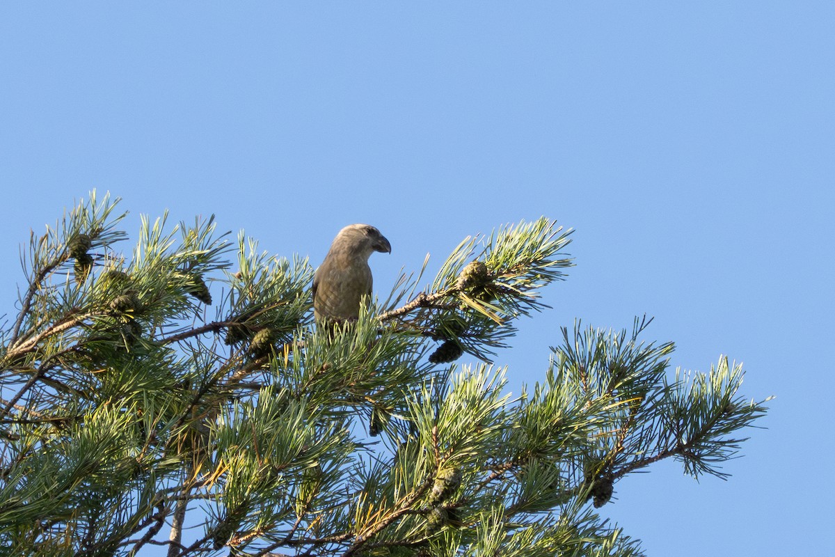 Parrot Crossbill - ML643998487
