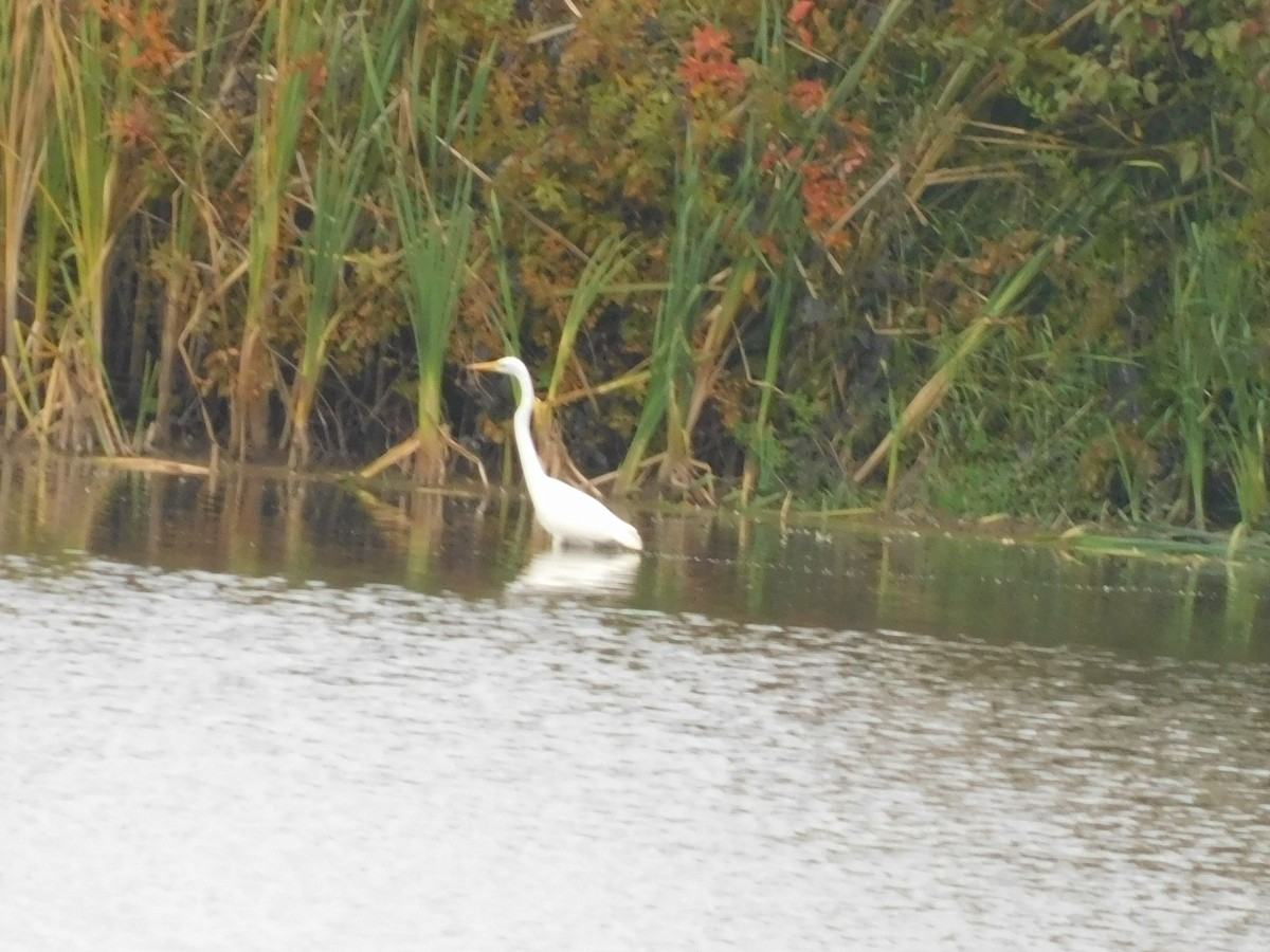 Koartza zuria - ML643998498