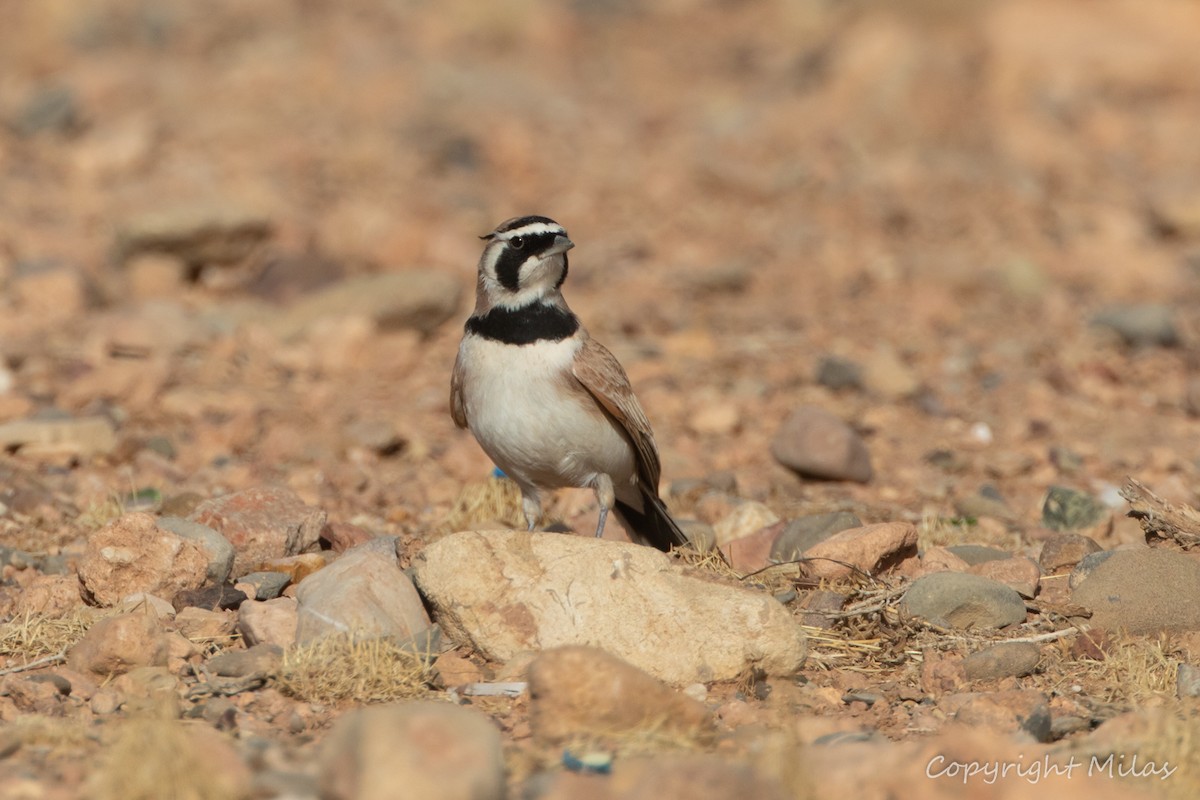 Temminck's Lark - ML643998505