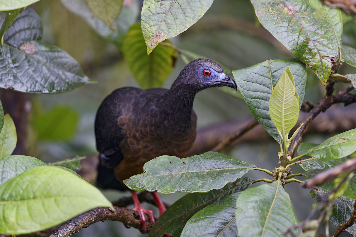 Sickle-winged Guan - ML643998506