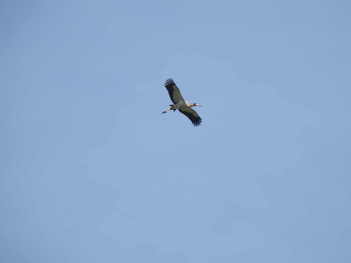 Maguari Stork - ML643998515