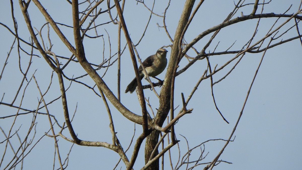 Tropical Mockingbird - ML643998532