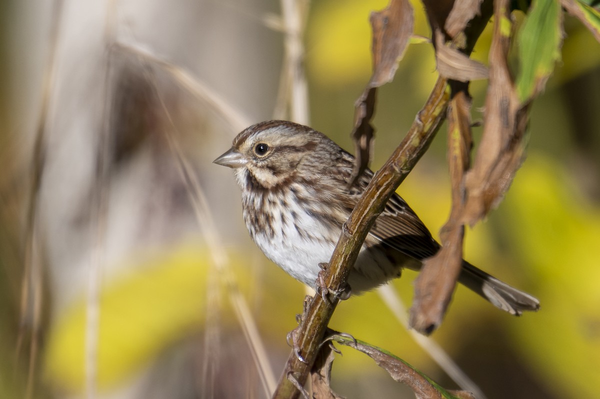 Song Sparrow - ML643998543