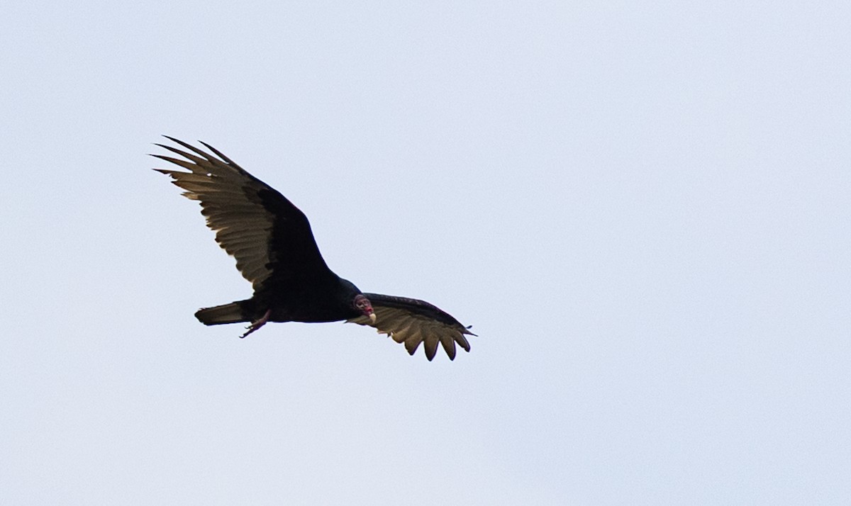 Turkey Vulture - ML643998544