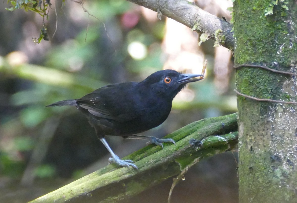 Goeldi's Antbird - ML643998554