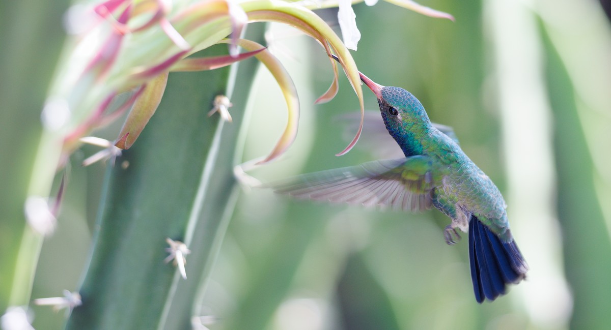Broad-billed Hummingbird - ML643998556