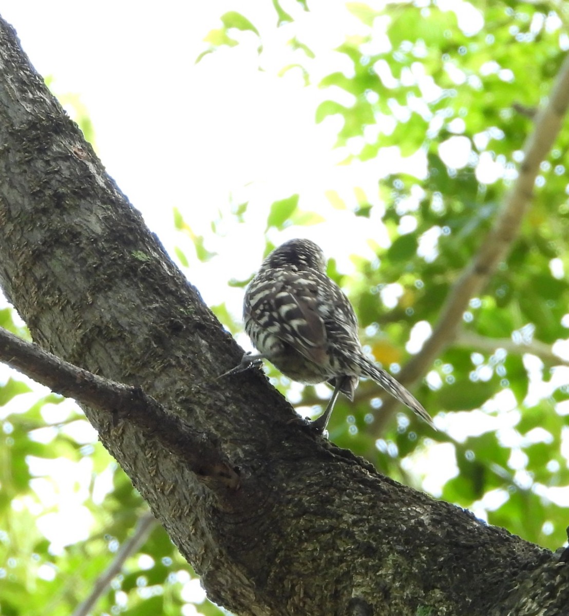 Stripe-backed Wren - ML643998557